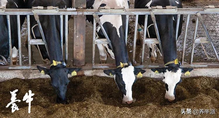 淀粉消化率跟什么有关,压片玉米的淀粉的消化率