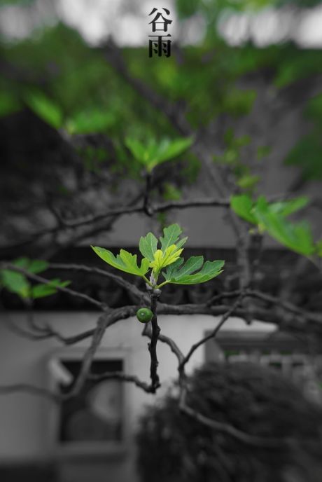 有关谷雨的诗词名句,谷雨诗词汇总