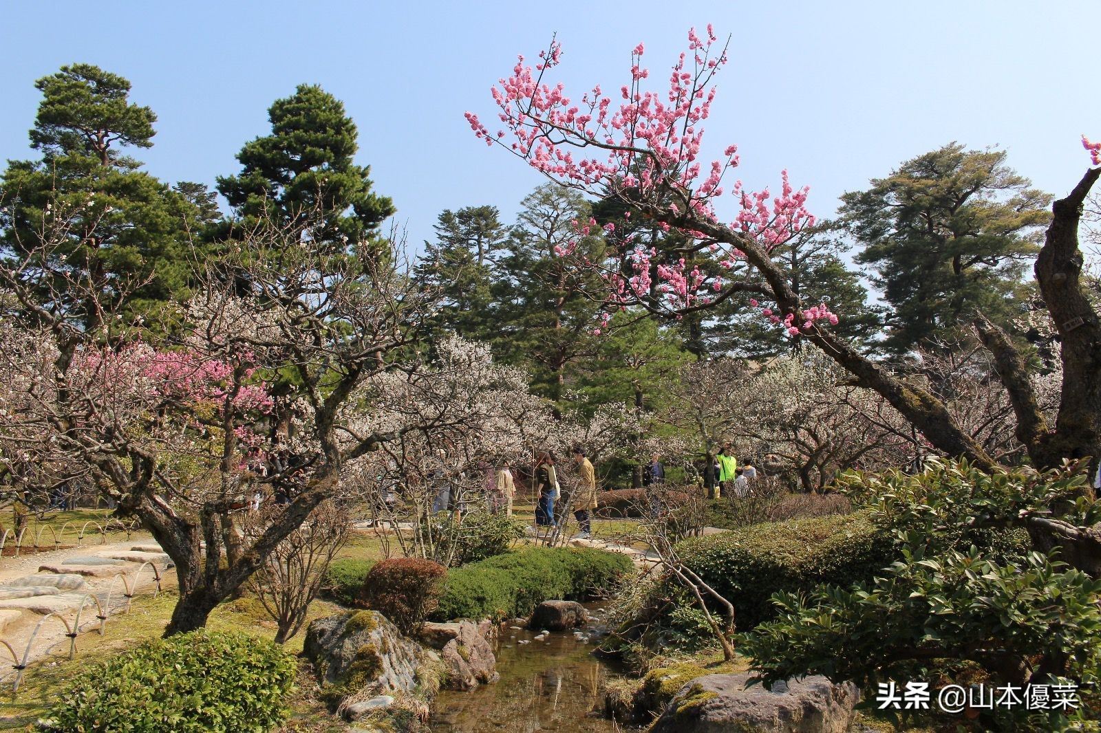 不先一步感受春天的到来吗日本全国华丽的梅花名胜