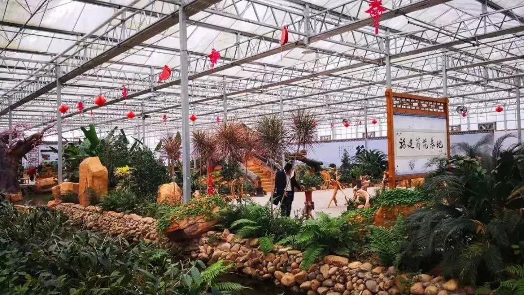 精品寒兰展,福建连城寒兰节