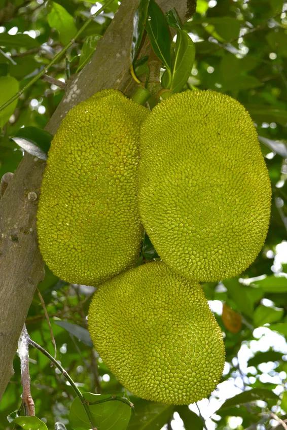 《本草纲目》上没有菠萝，菠萝助消化，但吃多了上火“割肠”