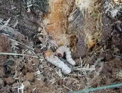 柑橘爆皮虫的防治最佳时期,柑橘天牛钻心虫最佳防治方法