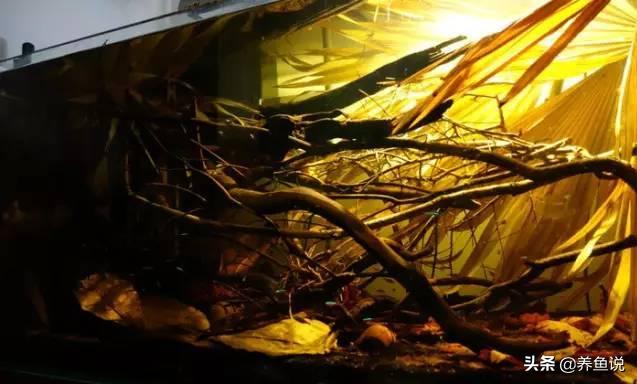 鱼缸真的可以免换水吗,免换水鱼缸顶滤效果好吗