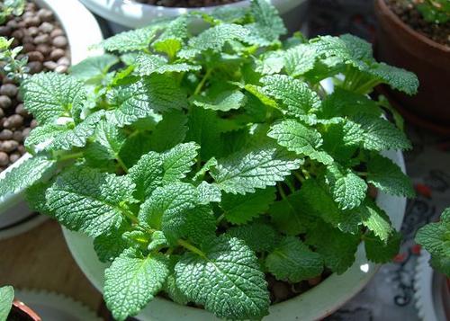 薄荷的用处和好处,薄荷是个宝它有什么妙用