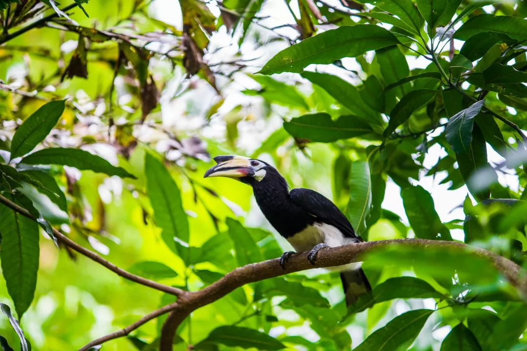 普吉边上的小众海岛，竟然有这么多好酒店？