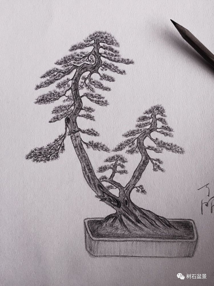 杨派盆景传承人,杨派盆景非遗传承人