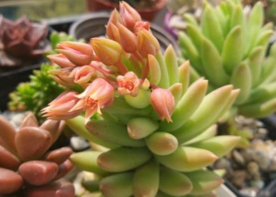 夏季养多肉用什么颜色的遮阳网好,多肉新手用什么土养最好