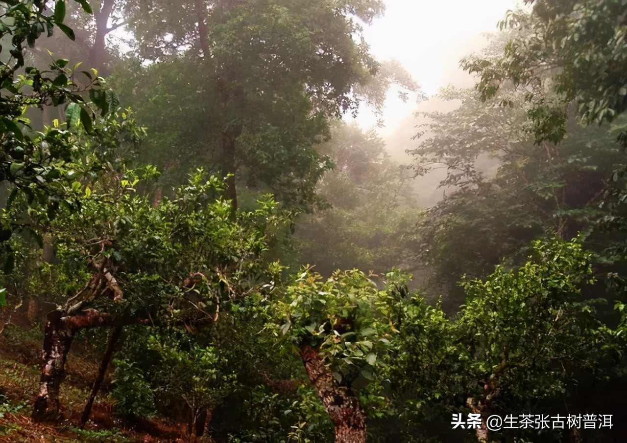 2020年古六大茶山莽枝乔木普洱茶,云南普洱茶各大茶山分布图