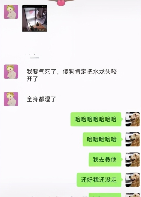 金毛把家淹了后续,金毛被阉