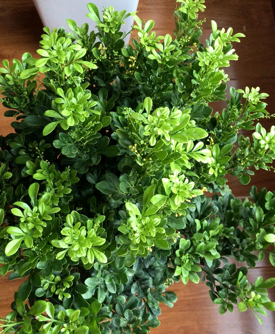 米兰花室内盆栽怎么养才能旺盛,室外盆栽米兰花怎么养才茂盛