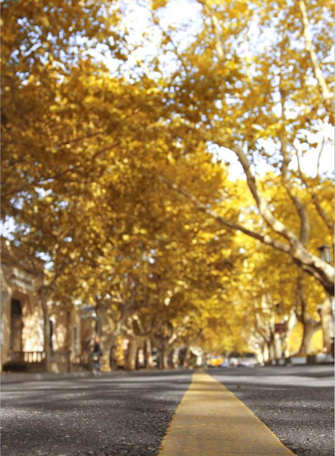 桐叶秋声、金井梧桐、秋雨梧桐，这也是梧桐