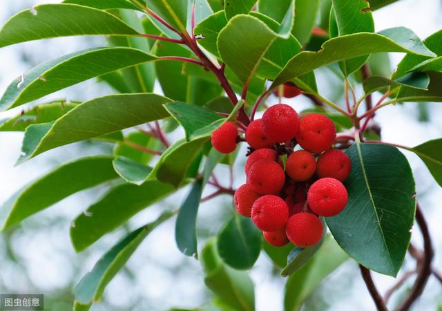 杨梅丰产栽培技术有哪些,杨梅种植方法及管理技术