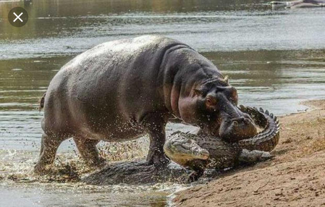 顶翻狮子、口撕鳄鱼的河马，到底有多恐怖？非洲只有一物能制服它