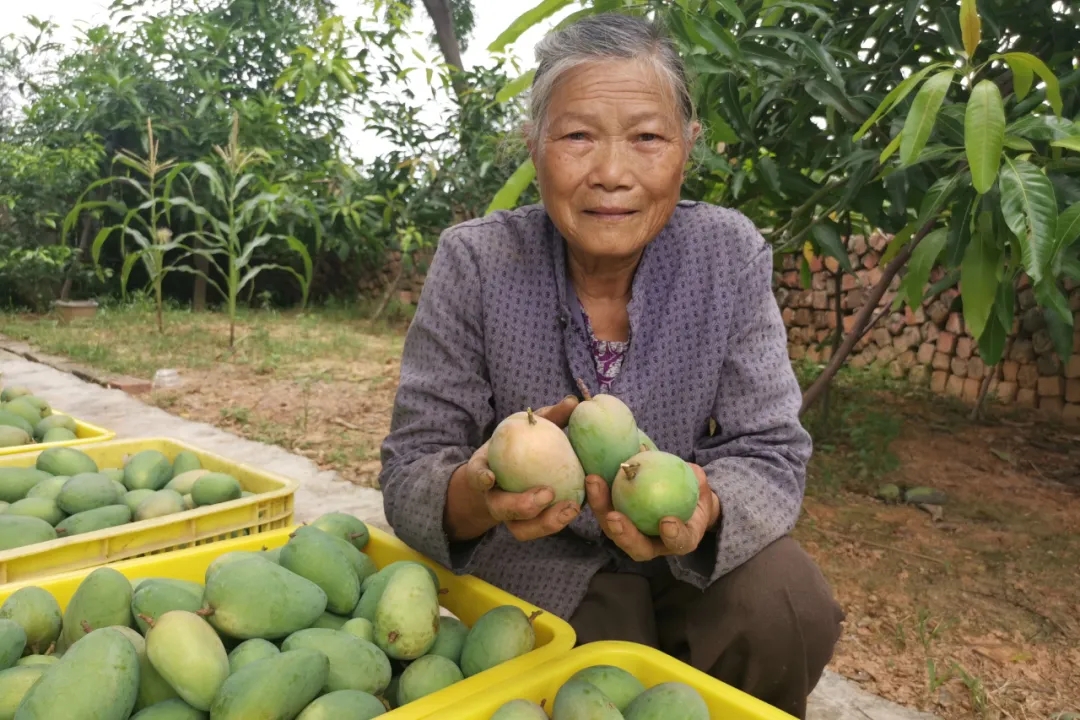 疫情严重果农沙糖桔卖不出去,疫情防控造成红薯滞销