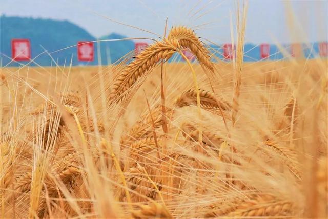 宁静被骂过吗,宁静被谁骂过