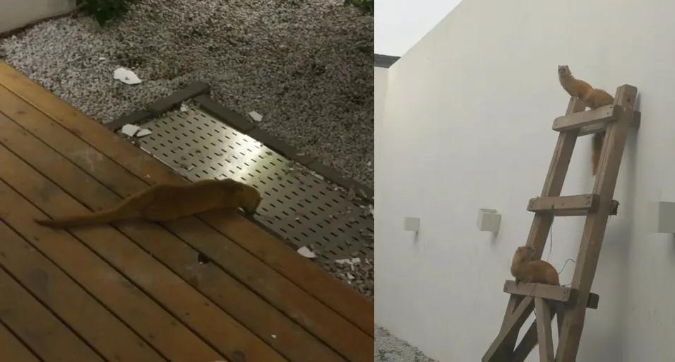 北京的黄鼠狼,北京市区黄鼠狼