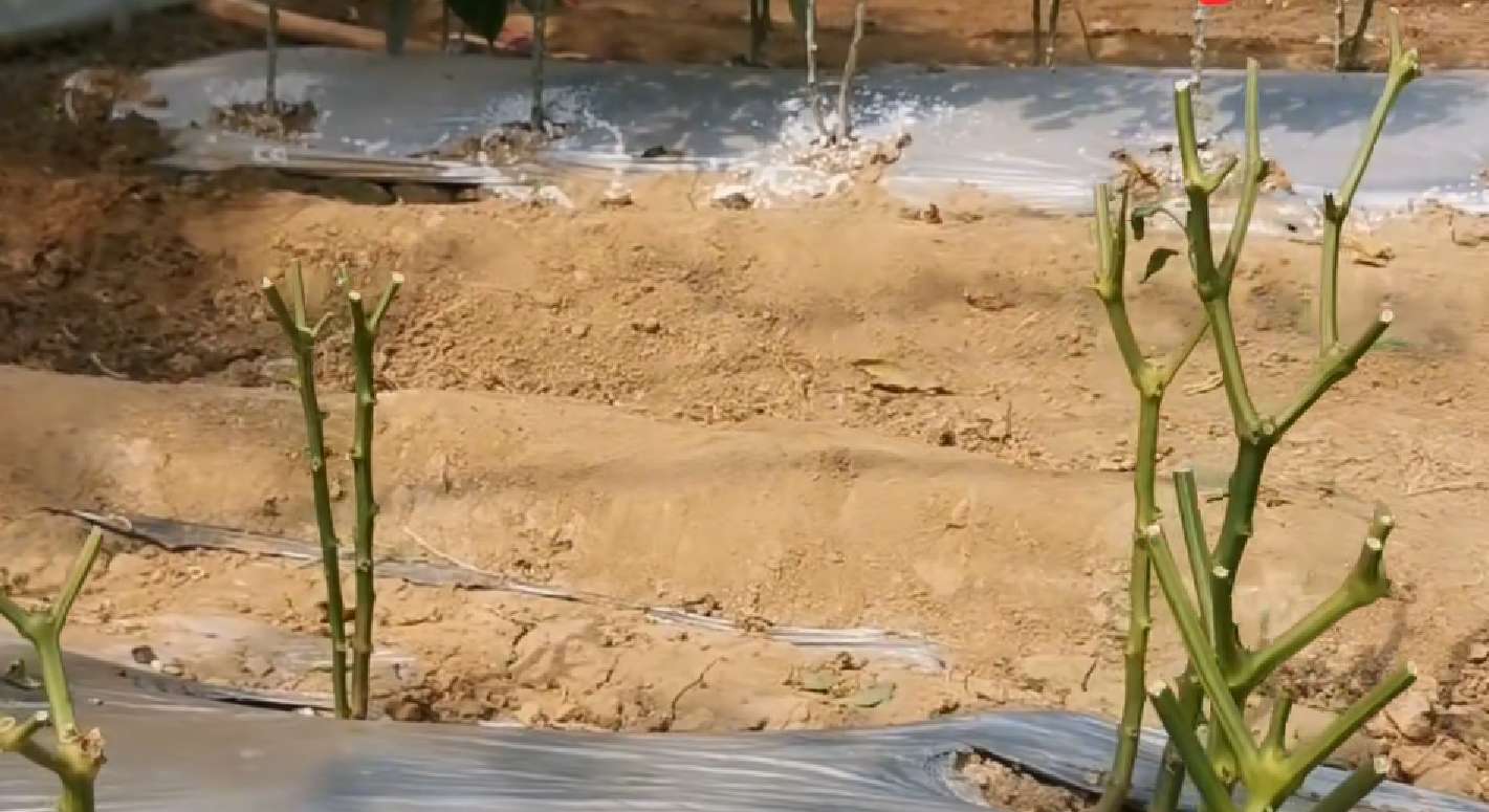 辣椒疯长不结果,辣椒怎样修剪才能多结果