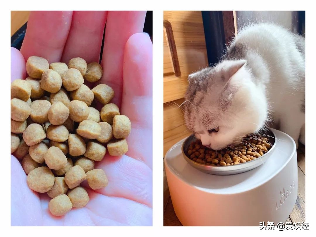 铲屎官减肥瘦身,吐毛球的铲屎官