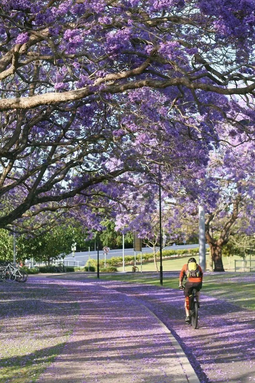 top50的昆士兰大学,昆士兰大学值得读吗