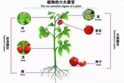 七上种子植物知识点,初中生物会考知识点植物种子
