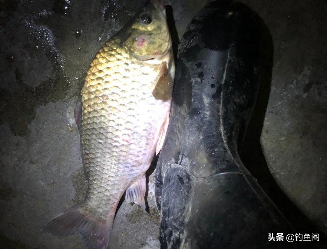 夜光漂最正确的调法,钓鲫鱼调夜光漂的正确方法与技巧