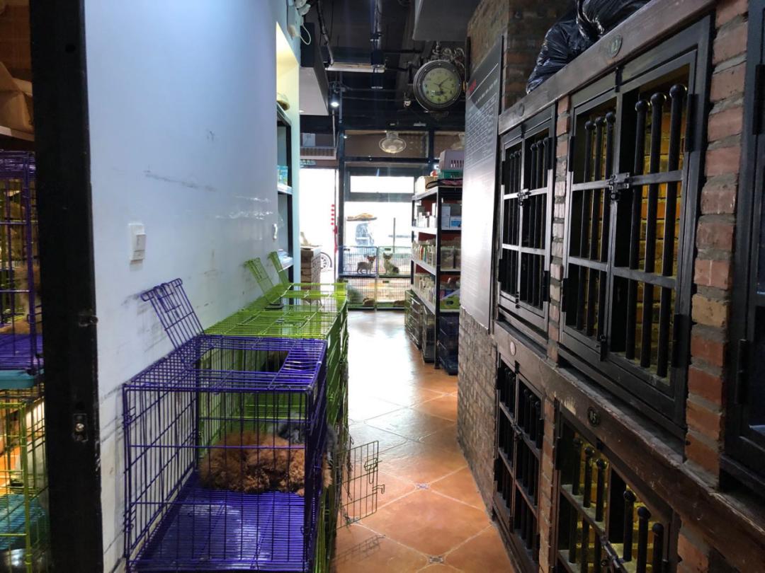 北京宠物店月流水,北京开宠物猫店渠道有哪些