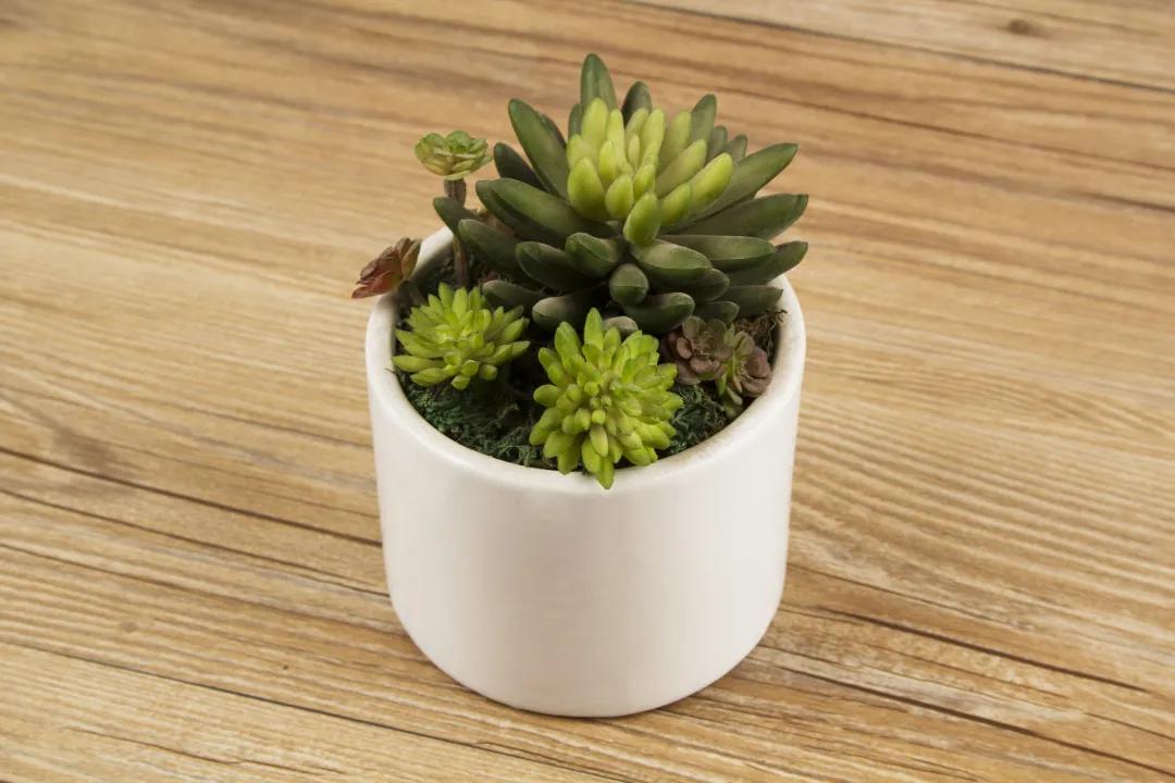 多肉种子保存方法,多肉种子怎么存放