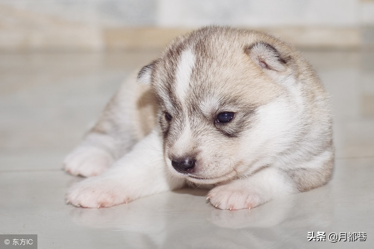 阿拉斯加细小症状怎么治疗,阿拉斯加得细小症状