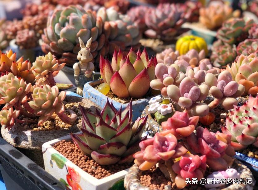 这8种多肉开花的样子简直美爆了,这8种多肉个头小巧却极好扦插