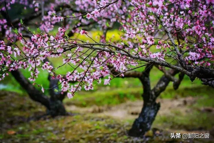 九峰山“春色”撩人丨不给你点颜色看看，你都不知道这里有多美！