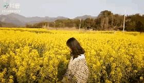 崂山花海,青岛崂山花海