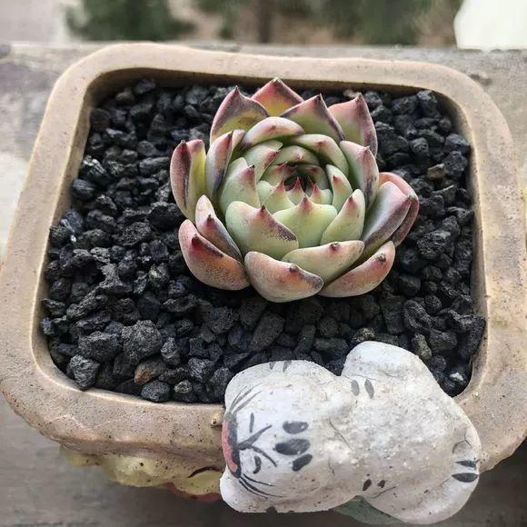 高温导致多肉化水怎么办,高温暴晒的多肉