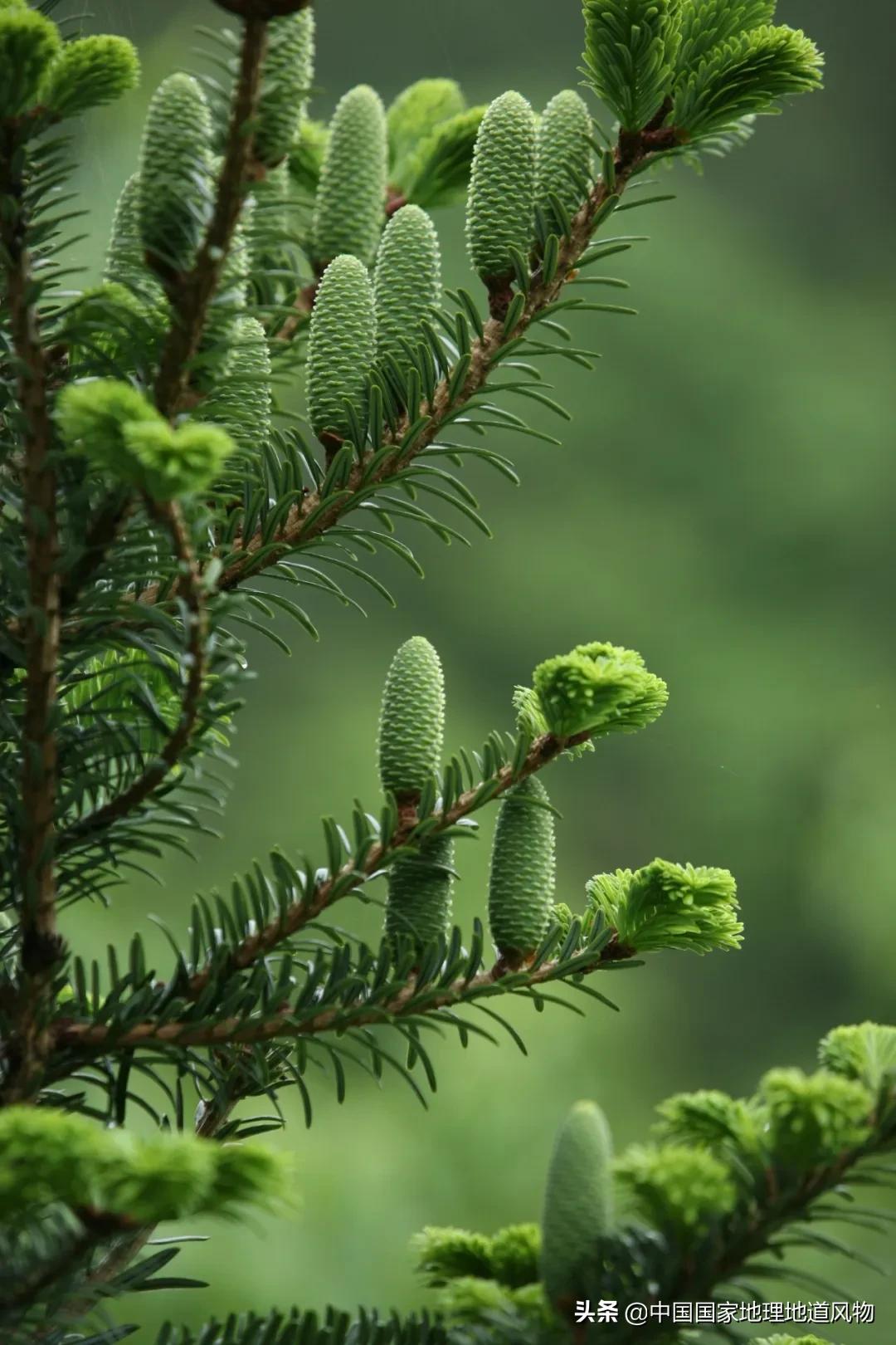 浙江丽水有多少景区,浙江丽水的自然风光介绍