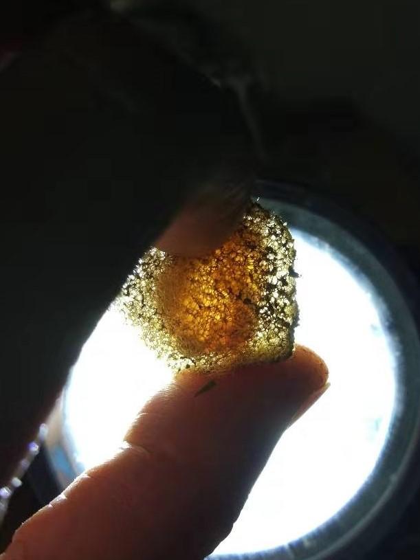 蚂蟥养殖创业,蚂蟥的养殖利润和成本