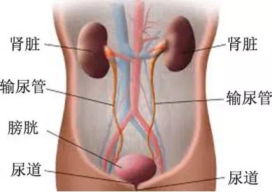 为何直肠癌手术后大便次数多,直肠癌术后小便困难怎么回事