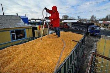 为什么今年的玉米价格这么低,玉米价格今年能涨到1元斤吗