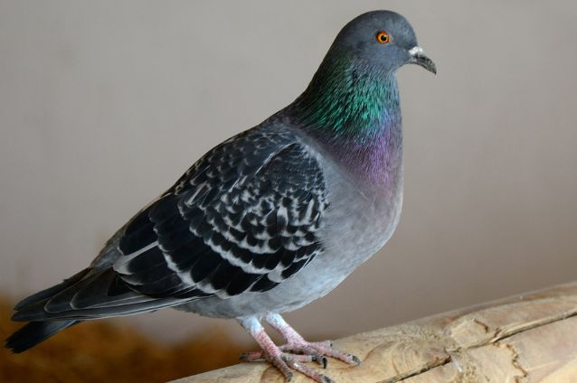 种鸽亚健康怎么调理,种鸽消瘦是什么原因