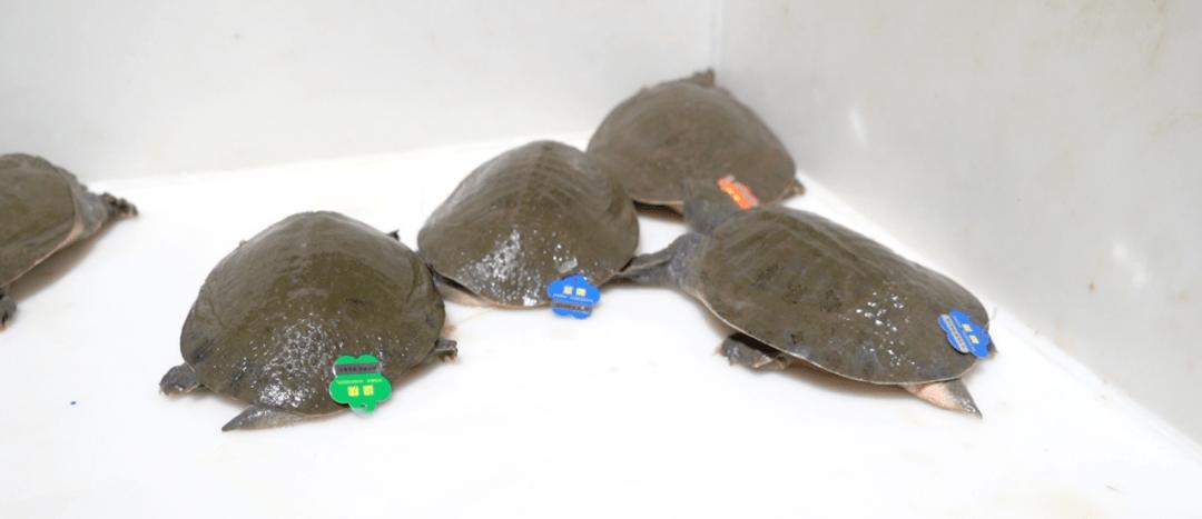 浙江大爷赚钱副业,浙江稻鳖养殖