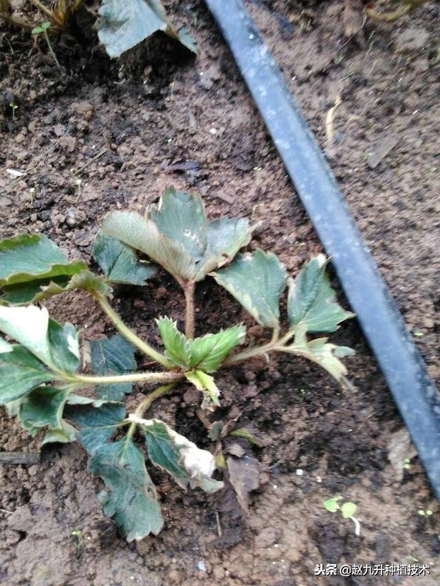 草莓炭疽病怎么治,草莓炭疽病严重怎么治