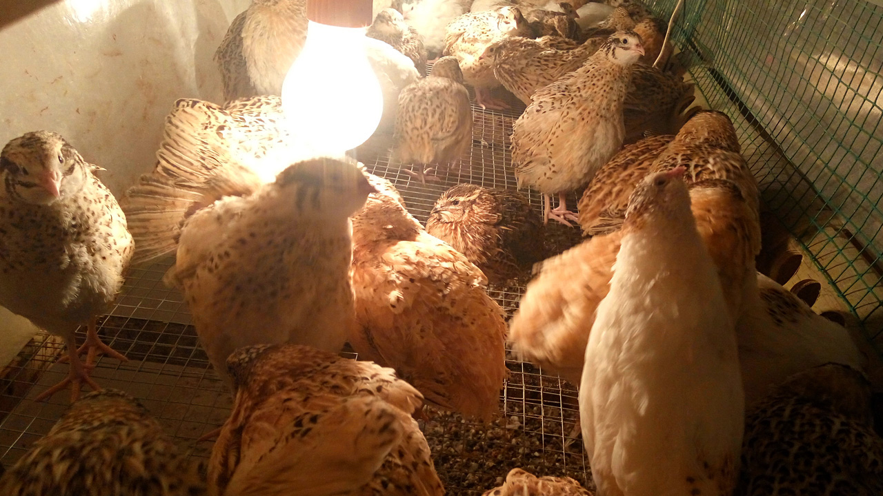 家庭养殖鹌鹑视频教程全集,鹌鹑怎么养产蛋多