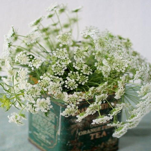 鲜花插花技巧专业术语,插花常见鲜花名称大全