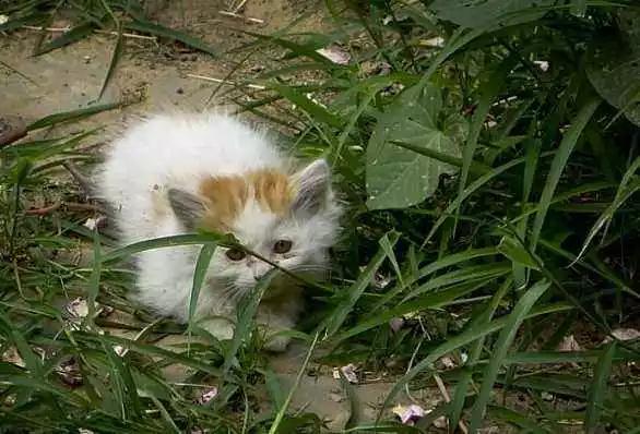流浪猫在冬天怎么办,流浪猫猫冬天怎么保暖最好