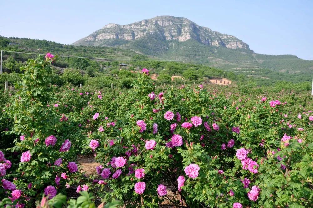 五一假期潍坊赏花踏青地推荐！这8个小众的绝美之地，一定要去走一走啊...
