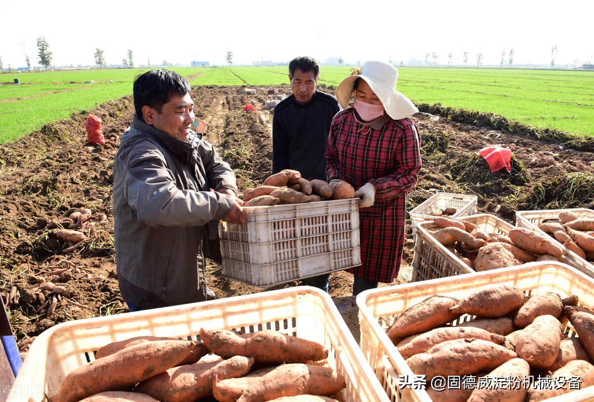 全自动红薯淀粉加工全过程,红薯淀粉加工机器设备工作全过程