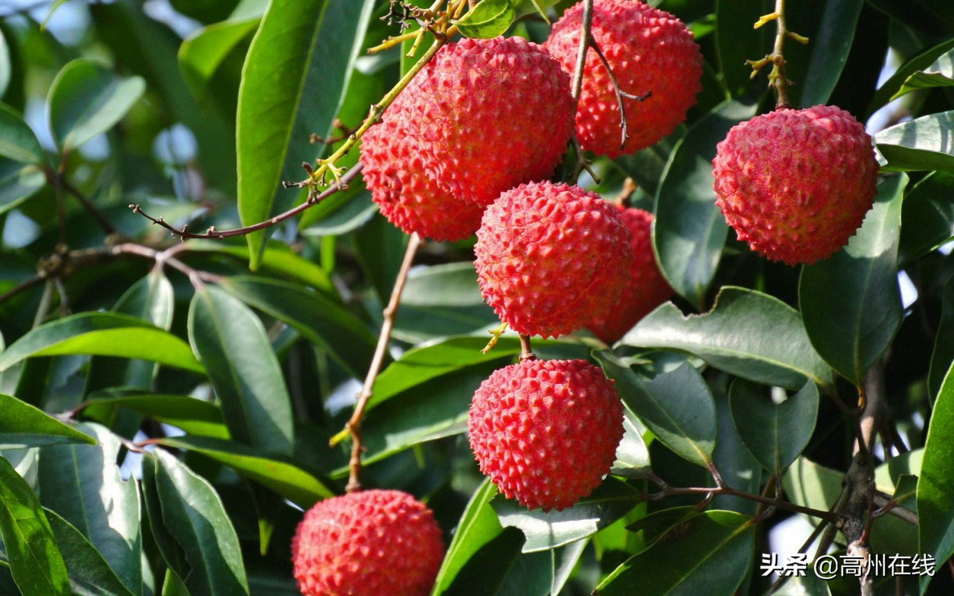 高州中国荔枝产业大会,高州荔枝百亿品牌