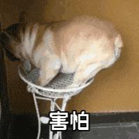 微商代购有用吗,关于微商和代购