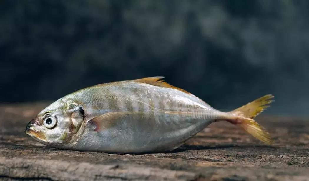 维生素食补还是药补,维生素c药补还是食补