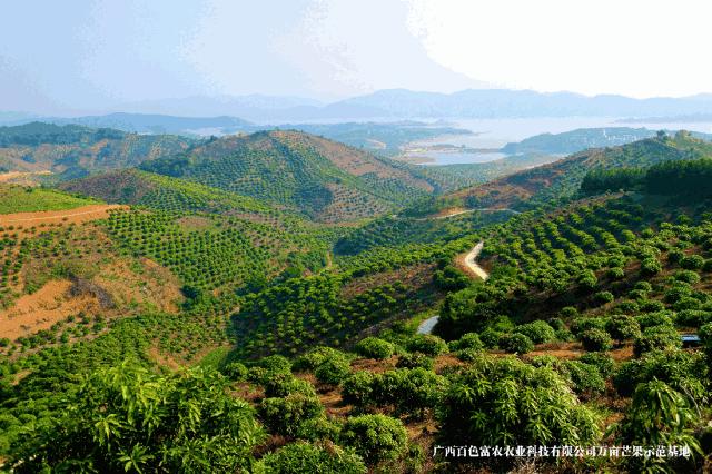 香甜多汁又软糯芒果1斤只要3块多,贵妃芒芒果直播卖货9.9元5斤