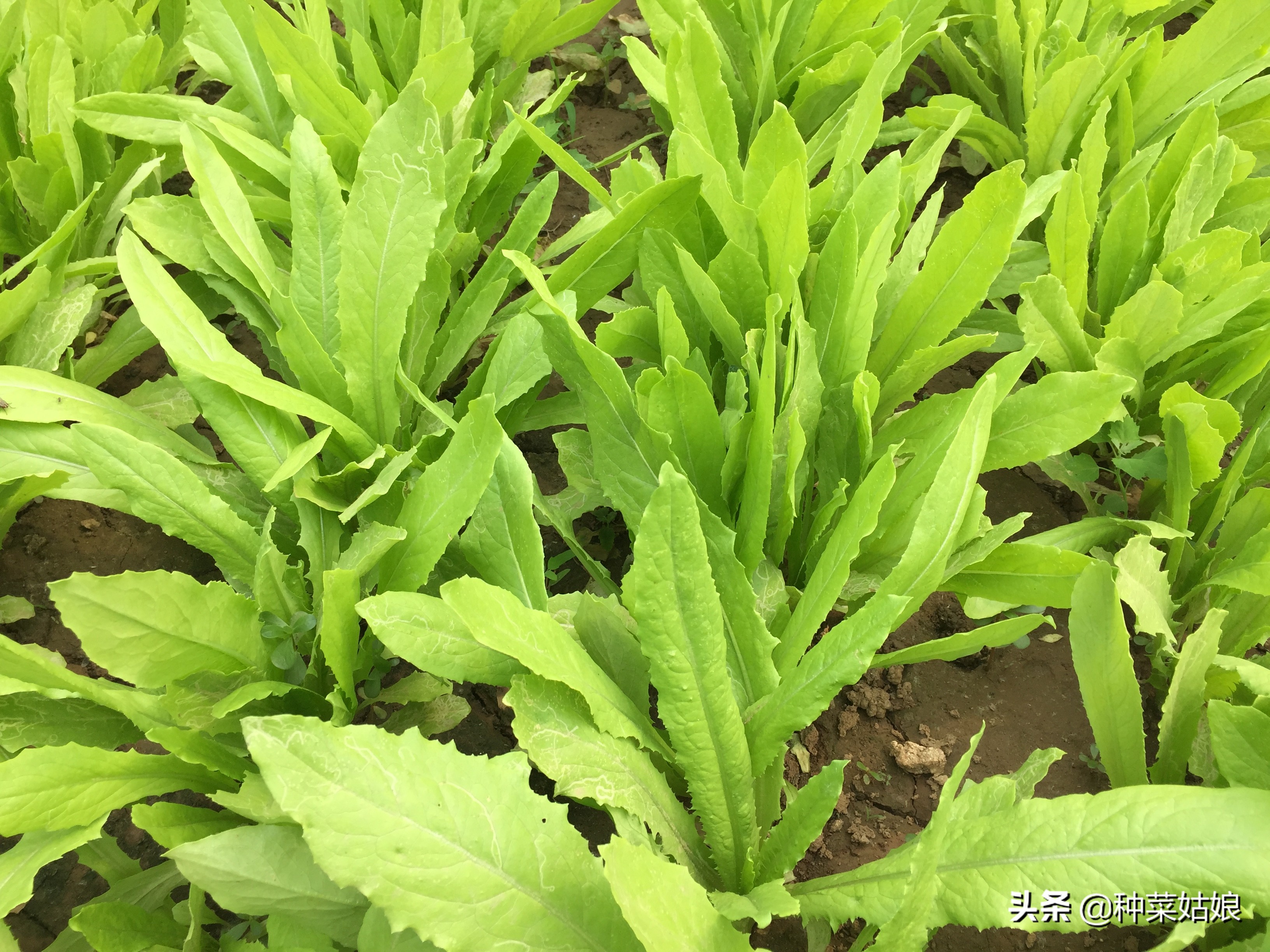 种植蔬菜黄叶子怎么办,种植蔬菜幼苗密集怎么办