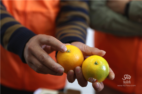 辨别真假褚橙的方法来了，买了褚橙和正要买褚橙的人一定要看过来